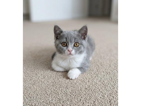 Muhteşem british shorthair blue bicolor dişi yavrular