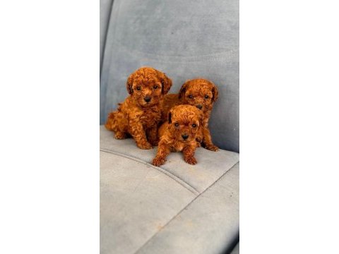 Wc eğitimli toy poodle yavruları
