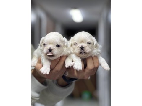 İmperial pekingese yavrular