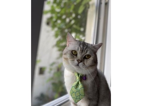 1.5 yaşında british shorthair silver erkek