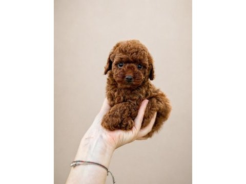 Sağlıklı ve safkan poodle yavrular