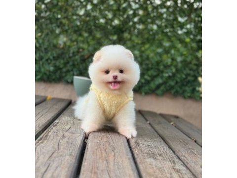 Premium güzellik pomeranian boo köpeği