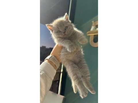 2 aylık british shorthair yavrular