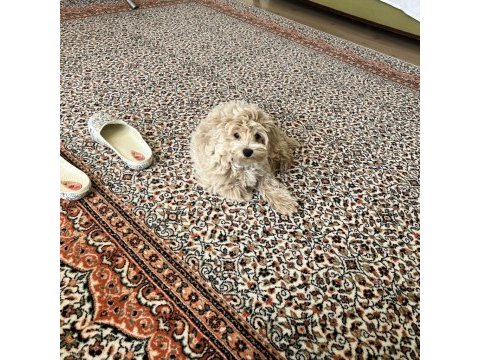 Uyguna maltipoo