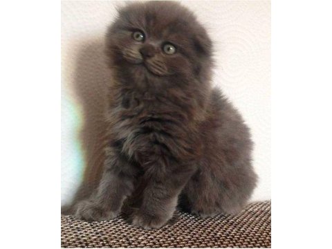 Scottish fold yavrularımız evinizin neşesi olacaktır