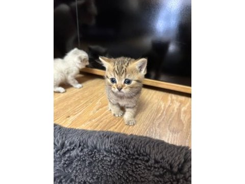 Yavru kediler yeni yuvalarını bekliyor