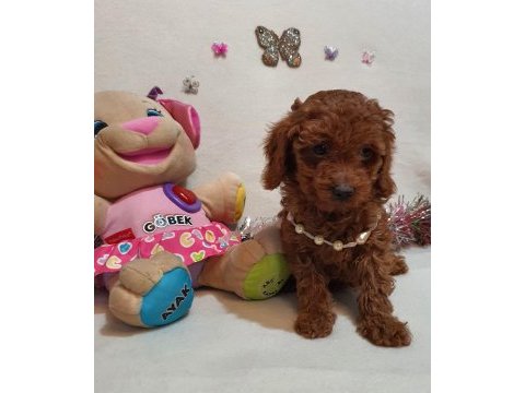 Irk ve sağlık garantili anne altından poodle yavrular