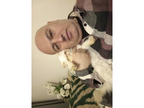 İran egzotik longhair 7 aylık dişi