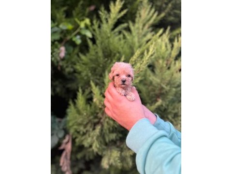 Her renk maltipoo yavrumuzu canlı görebilirsiniz