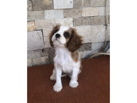A plus kaliteli cavalier king charles bebekler