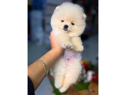 Pomeranian şecereli teacup