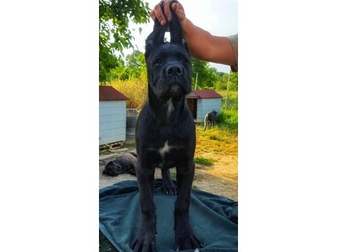 Dünya şampiyonlukları soyundan dişi cane corso yavrumuz