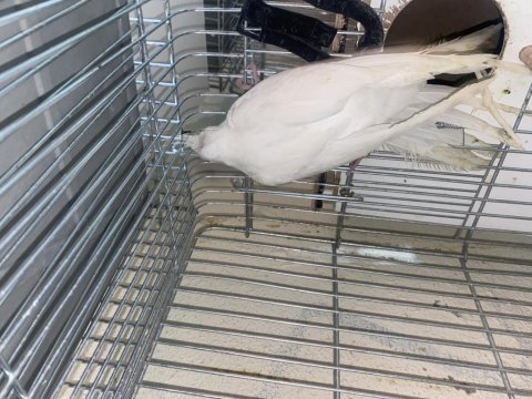 Albino mutasyonu sultan papağanı
