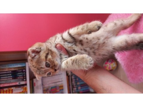 Scottish fold golden tabby