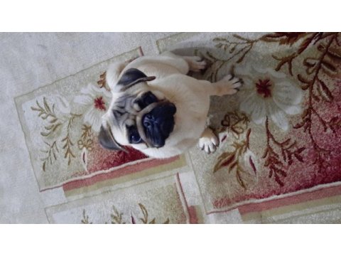 1 yaşında tatlı pug