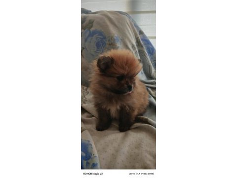 1.5 aylık pomeranian köpekler