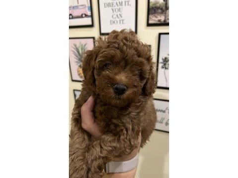 Kaliteli poodle yavrular ev ortamında