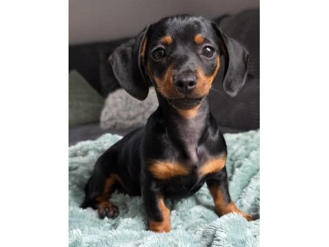 Black and tan dachshund yavrularımız