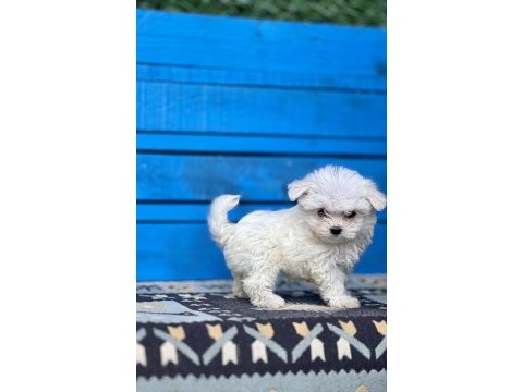 Kore maltese yavruları