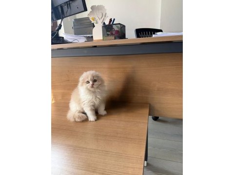 Scottish fold yavru
