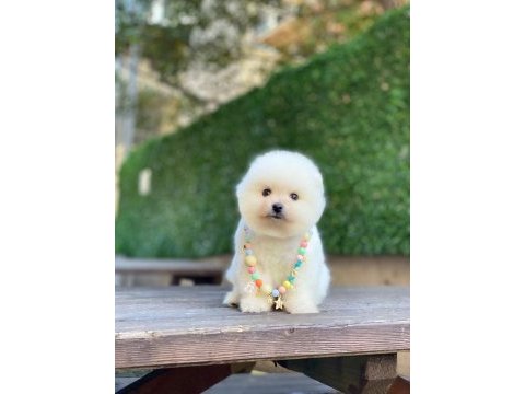Sevimli pomeranian yavrular