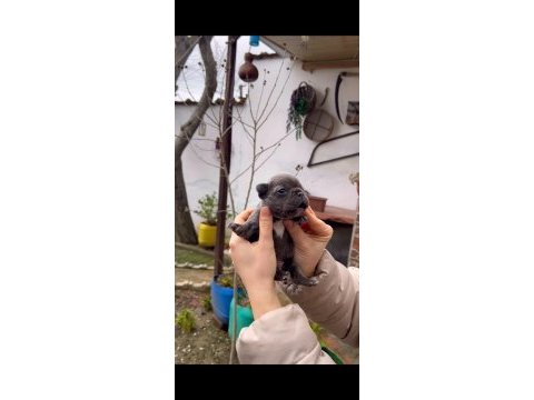 Safkan egzotik french bulldog yavrularım rezervede