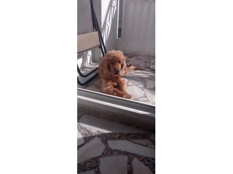 Dişi kimlikli saf cocker