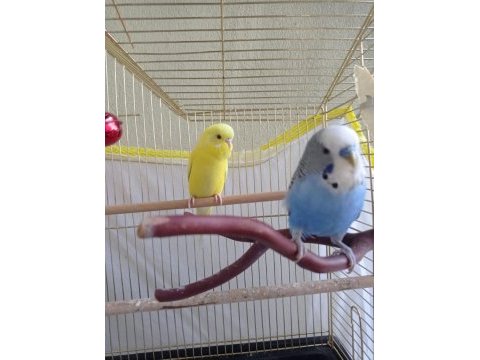Jumbo albino muhabbet kuşu
