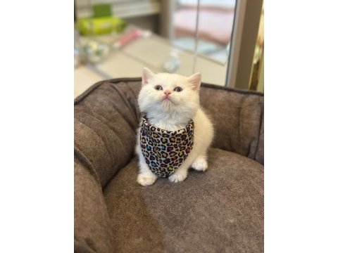 Bize danışmadan yavru kedi sahiplenmeyiniz