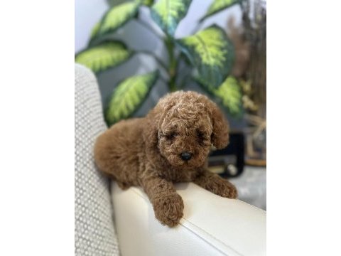 Poodle bebekleri