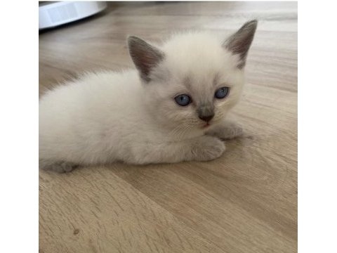 Acil sahiplendirmek istiyoruz çok tatlılar kedilerimiz