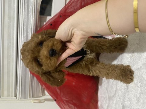 Safkan minyatür poodle (kaniş)