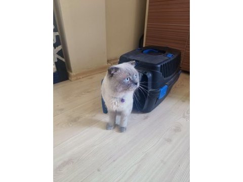 Scottish fold kedime dişi arıyoruz çiftleşecek