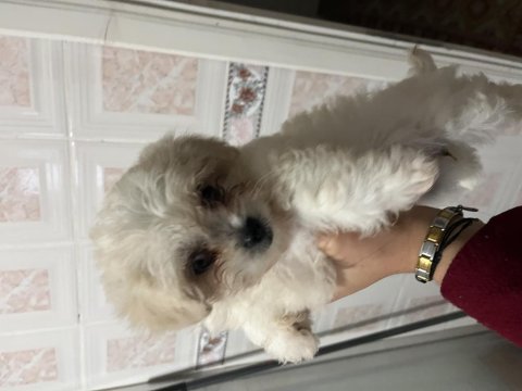 Sıfır numara maltese terrier