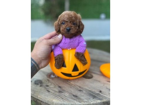 Safkan orjinal kore kurabiye poodle