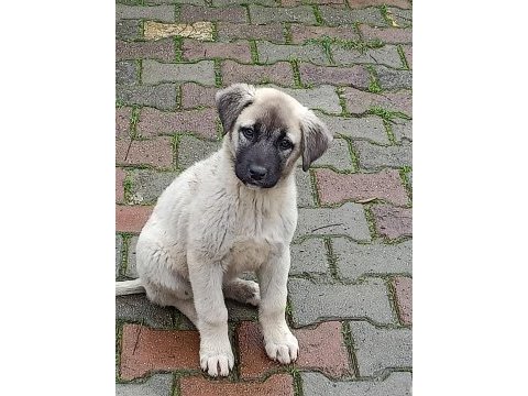 Son iki yavru köpeğimiz kalmıştır isterseniz bir önceki