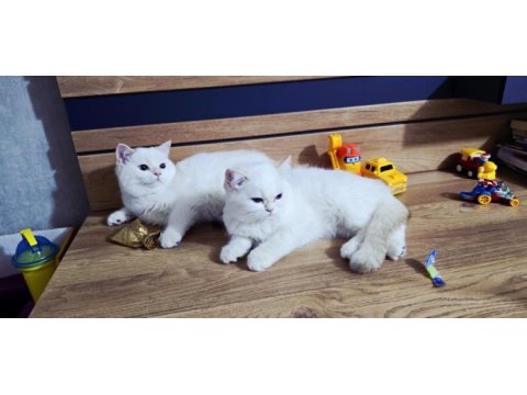 British shorthair saf kan şampiyon aile yavruları