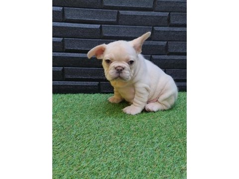 Egzotik renk french bulldog bebeklerimiz