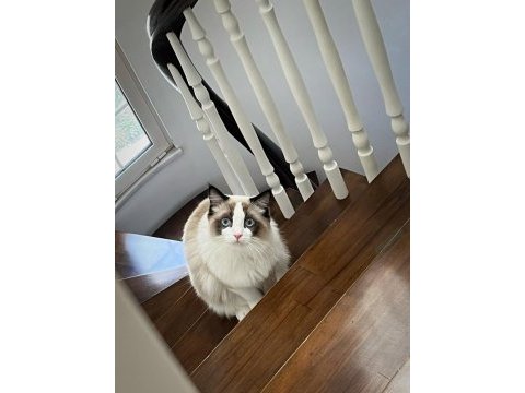 Dünyalar yakışıklısı prensime ragdoll eş arıyorum
