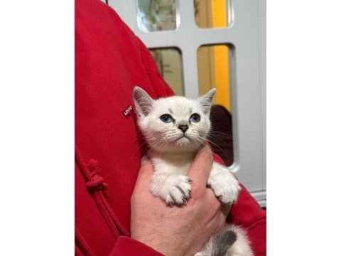 British shorthair bluepoint