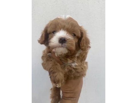 Maltipoo kalite yavrular ırk sağlık garantili