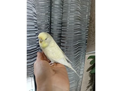 Muhabbet kuşu damızlık