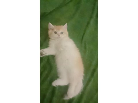 Full şecereli ny 12 erkek british shorthair