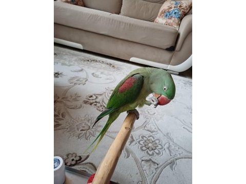 Mükemmel bir alexander papağanımız teslimi hazır