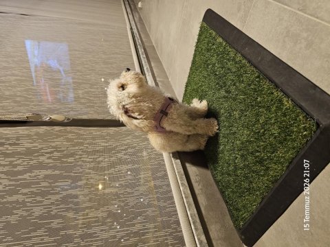 1 yaşında dişi toy poodle