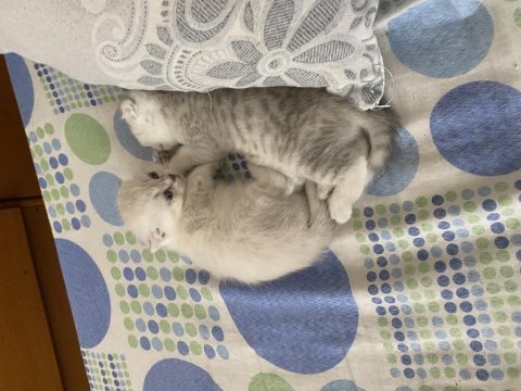 Antalya içi scottish fold sahiplendirme