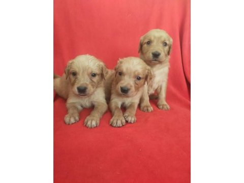 Kaliteli golden retriever yavrularimiz