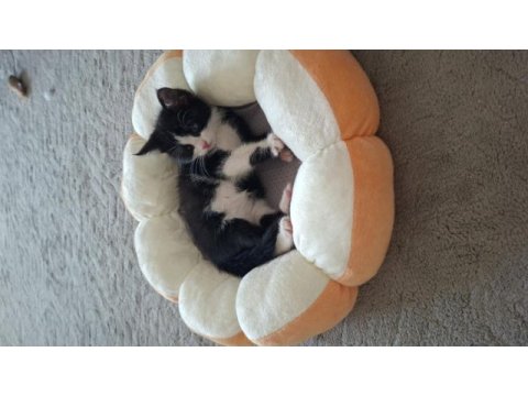 Minik bebek kedimiz yuva arıyor