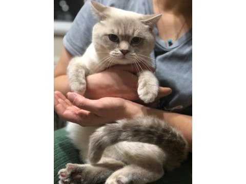 Bluepoint erkek scottish fold