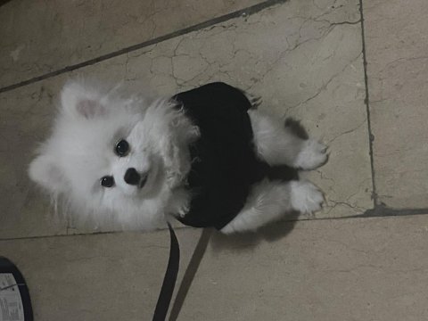 5 aylık pomeranian aşısı yapıldı kimliği var çiği takıldı